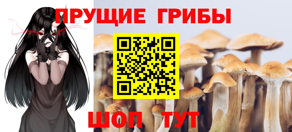 Псилоцибиновые грибы GOLDEN TEACHER Гатчина